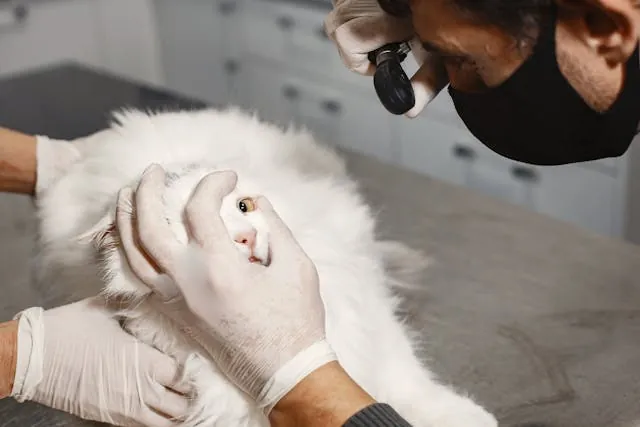 Dierenarts onderzoekt de ogen van een kat