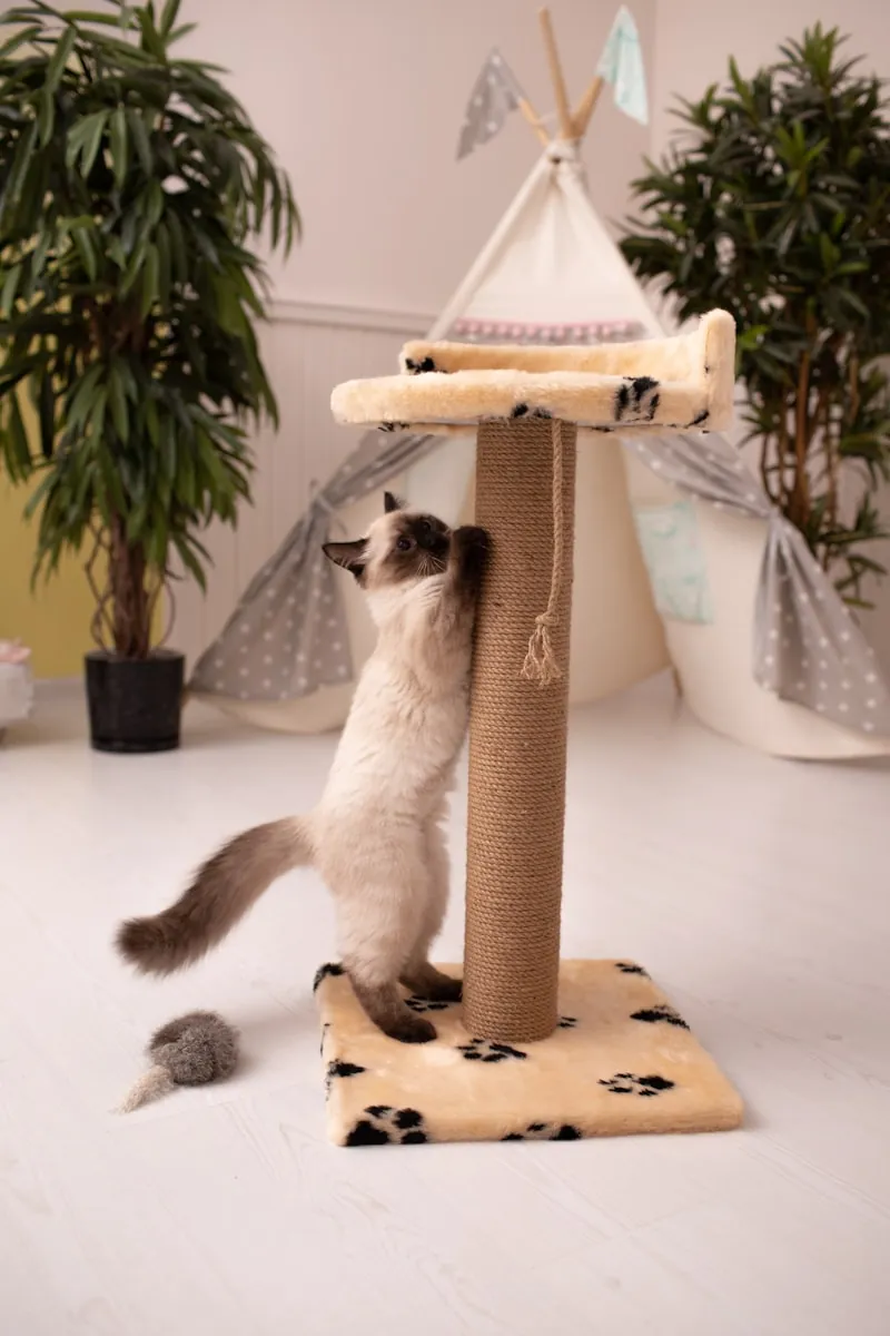 Siamees-achtige kat gebruikt een sisal-krabpaal