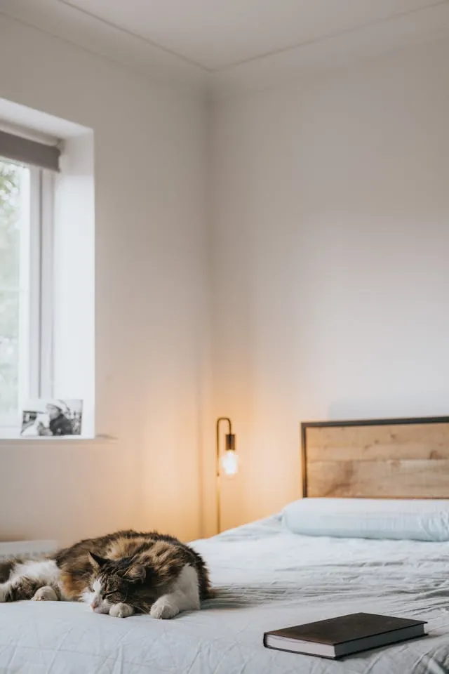 Kat ligt op bed in slaapkamer op zachte sprei
