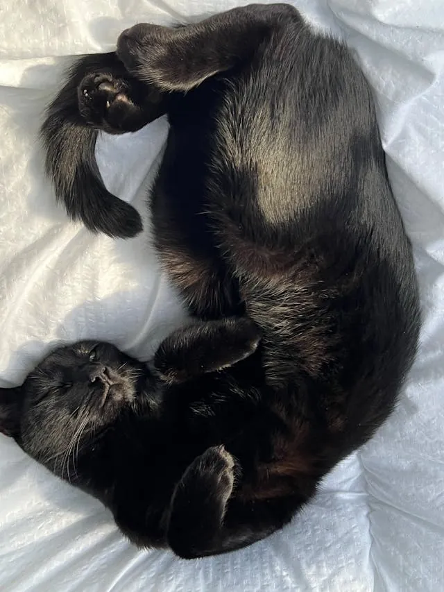 Kat ligt op bed in de avond, ogen wakker
