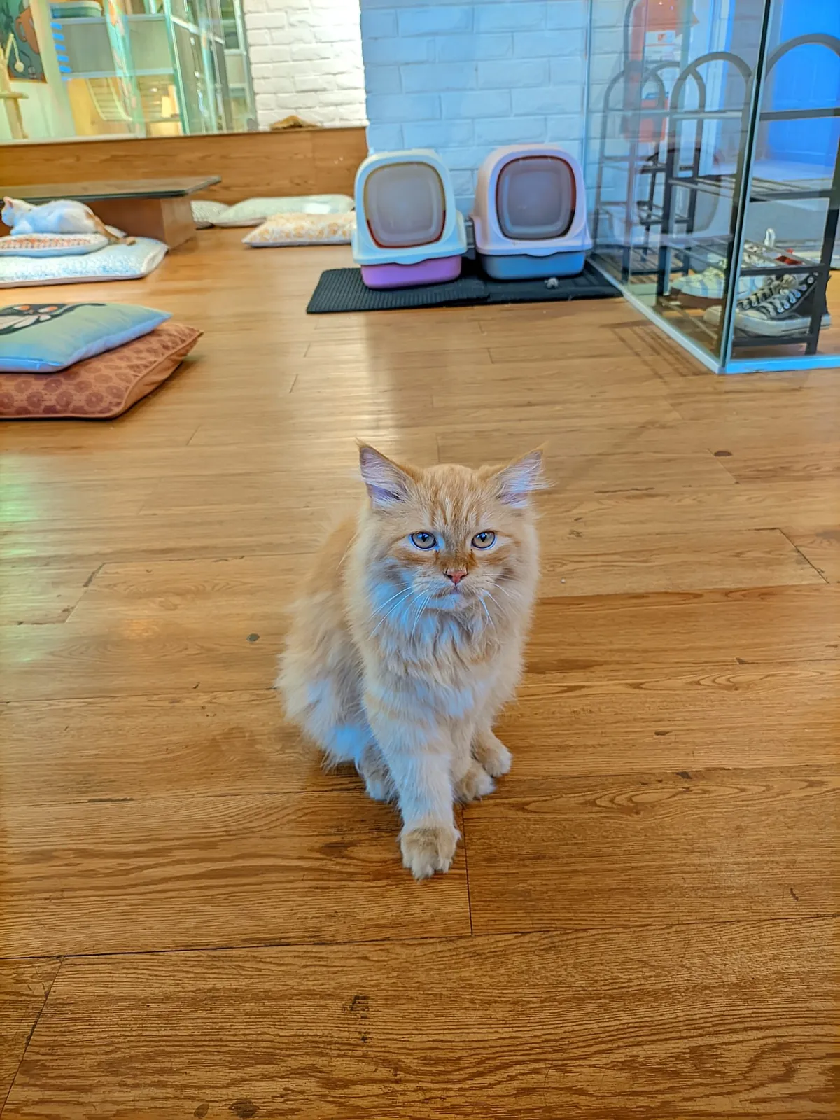 Overdekte kattenbak op een rustige plek in huis