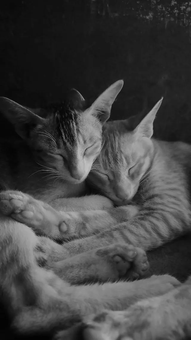 Twee katten samen ontspannen op een bed, eindbeeld na succesvolle herintroductie