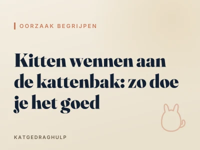 Kitten wennen aan de kattenbak: zo doe je het goed