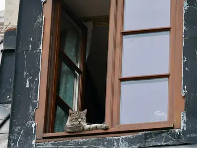 Kat krabt en klimt in de gordijnen: hij wil omhoog
