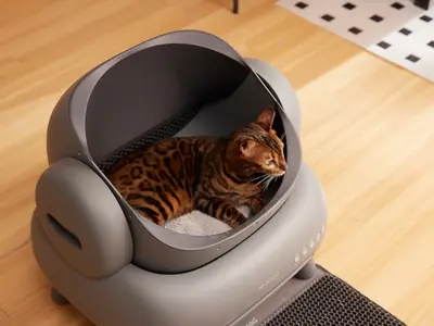 Beste kattenbakvulling bij plasproblemen