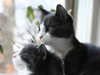 Binnenkat bezighouden: verveling herkennen en verhelpen