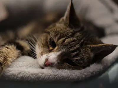 Oudere kat miauwt overdag of roept luid: wat betekent het?
